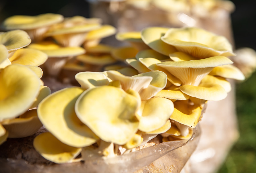 Pleurotus Ostrica oro: come coltivare i funghi ostrica a casa con i kit pronti
