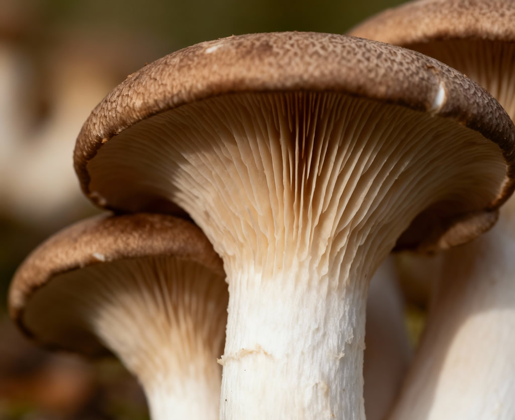 Pleurotus Ostreatus: guida completa alla coltivazione domestica con kit pronti